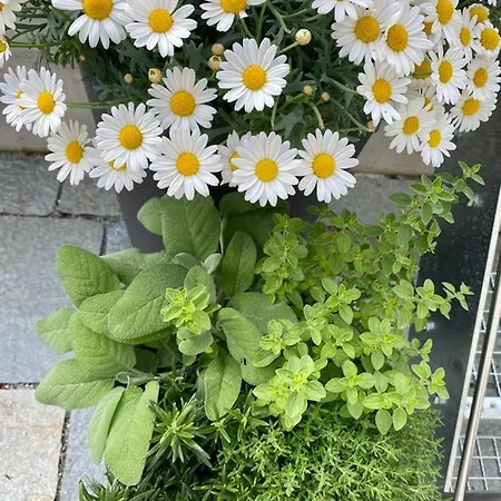 아파트 S'poelven Nest